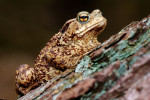 Gewone pad (Bufo bufo), Ermelo